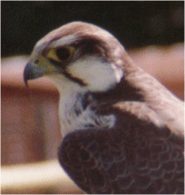 Birds of Prey